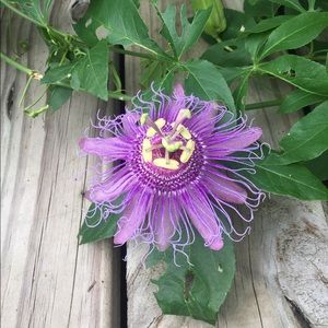 Meet your Posher, Pam